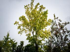 Javor jasanolistý 'Argenteomarginatum' - Acer negundo 'Argenteomarginatum'