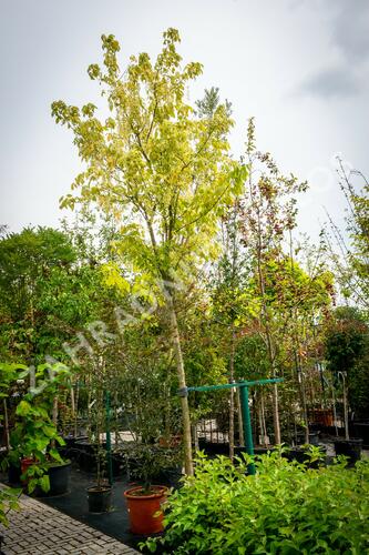 Javor jasanolistý 'Argenteomarginatum' - Acer negundo 'Argenteomarginatum'