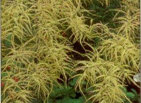 Udatna lesní 'Kneiffii' - Aruncus dioicus 'Kneiffii'