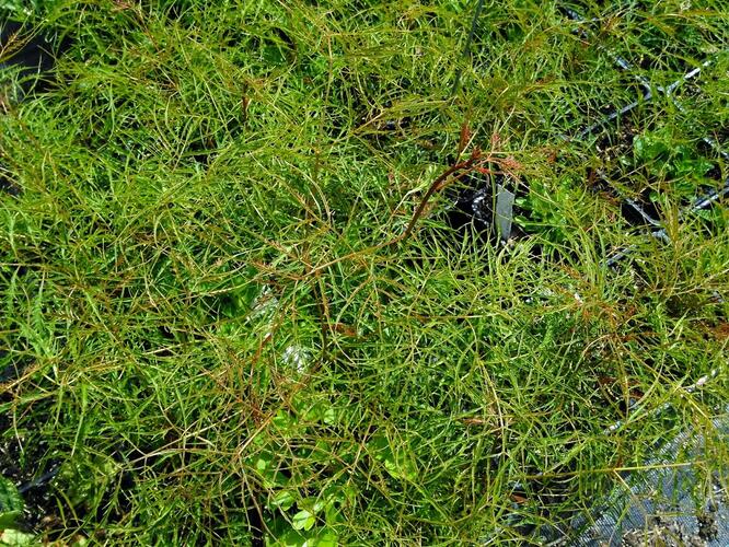 Udatna lesní 'Kneiffii' - Aruncus dioicus 'Kneiffii'