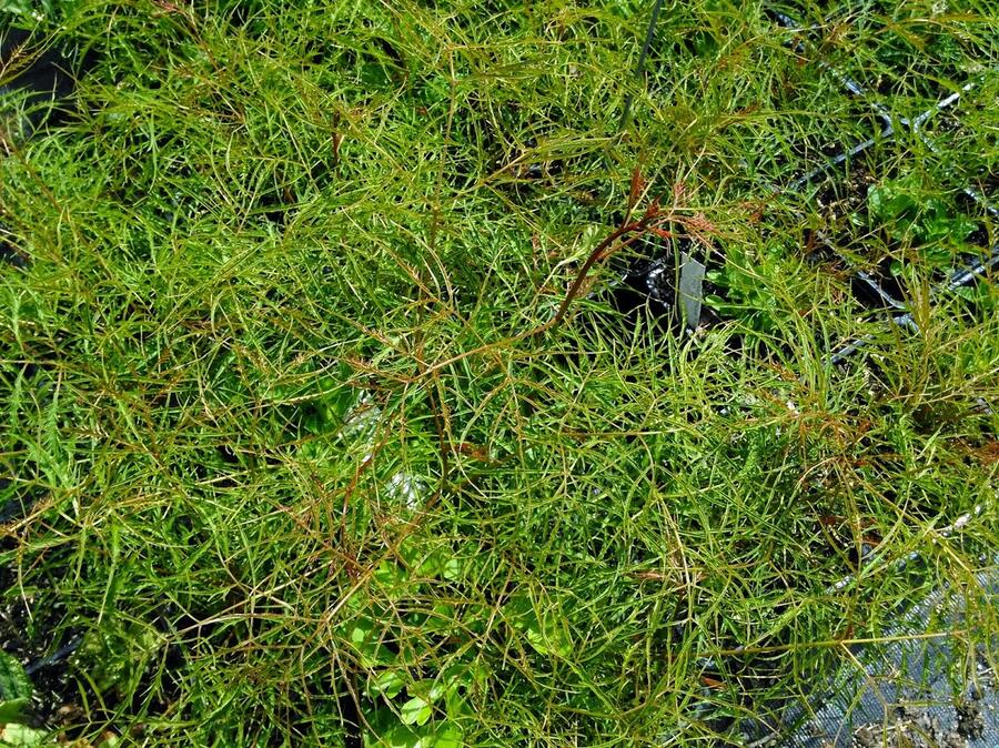 Udatna lesní 'Kneiffii' - Aruncus dioicus 'Kneiffii'