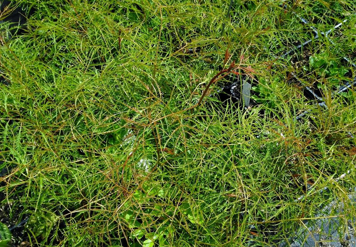 Udatna lesní 'Kneiffii' - Aruncus dioicus 'Kneiffii'