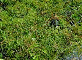 Udatna lesní 'Kneiffii' - Aruncus dioicus 'Kneiffii'