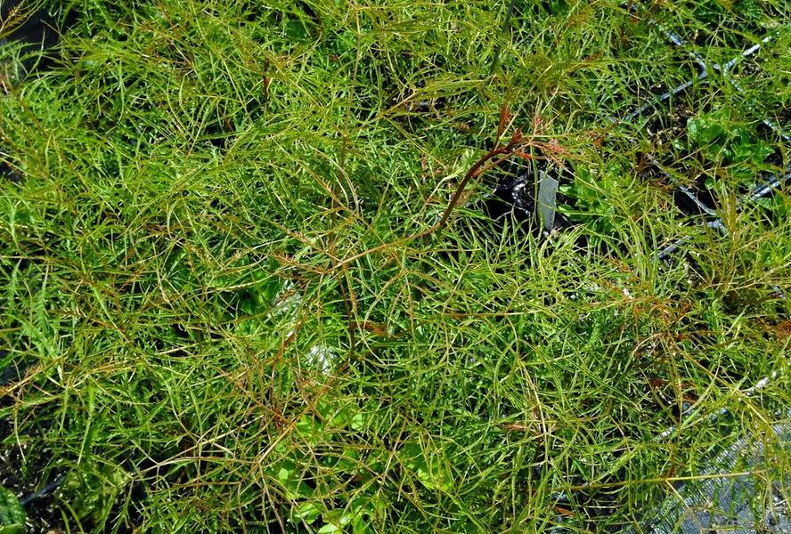 Udatna lesní 'Kneiffii' - Aruncus dioicus 'Kneiffii'