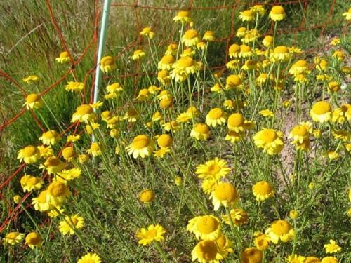 Rmen barvířský 'Kelwayi' - Anthemis tinctoria 'Kelwayi'