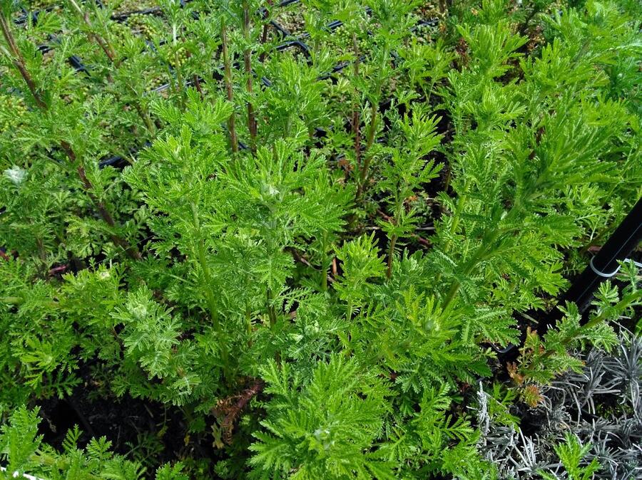 Rmen barvířský 'Kelwayi' - Anthemis tinctoria 'Kelwayi'