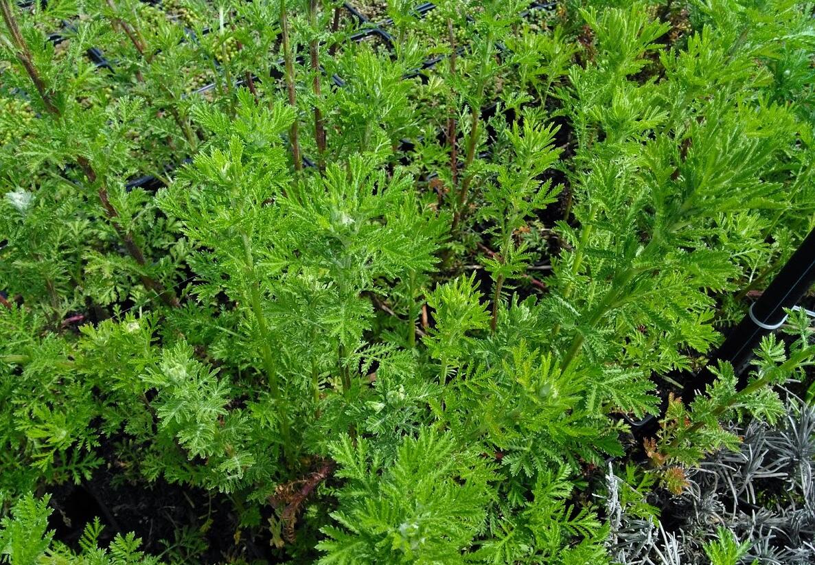 Rmen barvířský 'Kelwayi' - Anthemis tinctoria 'Kelwayi'