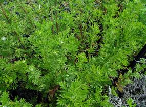 Rmen barvířský 'Kelwayi' - Anthemis tinctoria 'Kelwayi'
