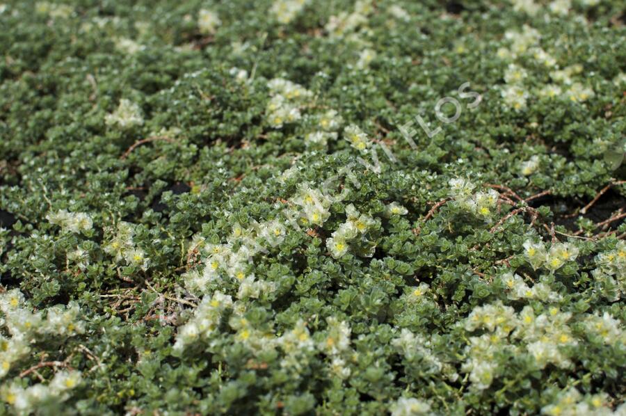 Stříbřenka klubíčkatá - Paronychia kapela ssp.serpyllifolia