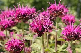 Zavinutka trubkovitá 'Lederstrumpf' - Monarda fistulosa 'Lederstrumpf'