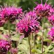 Zavinutka trubkovitá 'Lederstrumpf' - Monarda fistulosa 'Lederstrumpf'