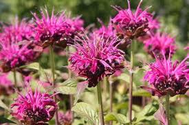 Zavinutka trubkovitá 'Lederstrumpf' - Monarda fistulosa 'Lederstrumpf'