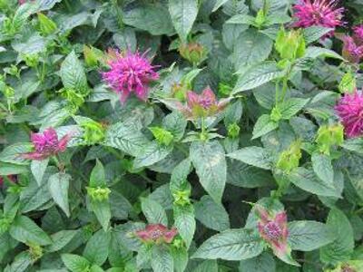 Zavinutka trubkovitá 'Lederstrumpf' - Monarda fistulosa 'Lederstrumpf'