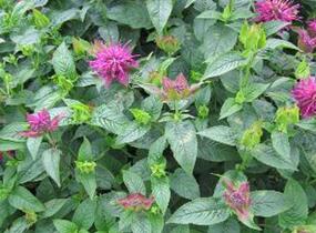 Zavinutka trubkovitá 'Lederstrumpf' - Monarda fistulosa 'Lederstrumpf'