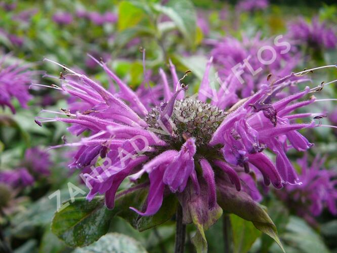 Zavinutka podvojná 'Blaustrumpf' - Monarda didyma 'Blaustrumpf'