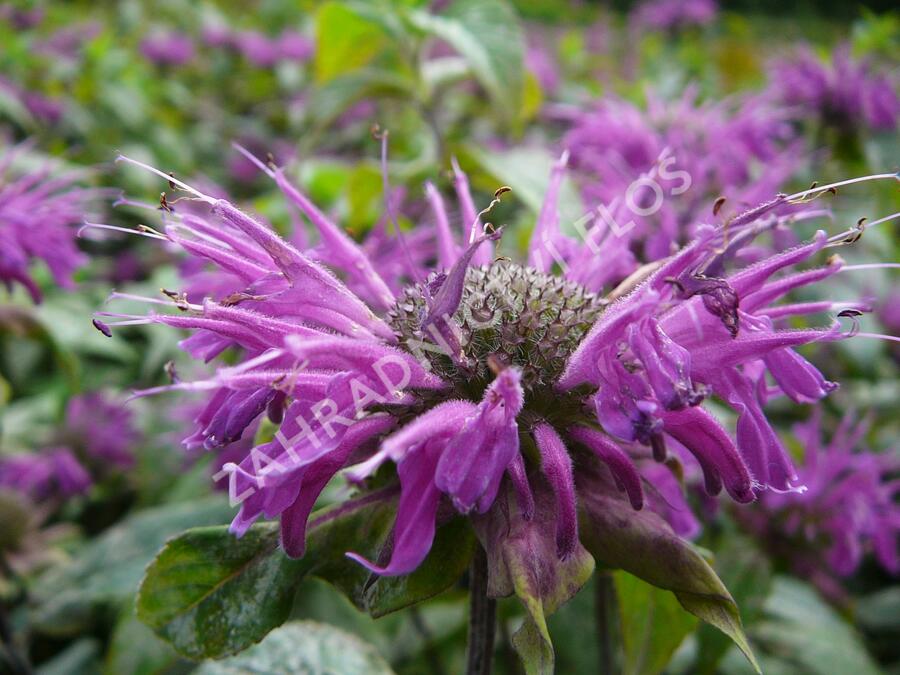 Zavinutka podvojná 'Blaustrumpf' - Monarda didyma 'Blaustrumpf'