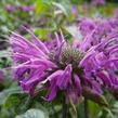 Zavinutka podvojná 'Blaustrumpf' - Monarda didyma 'Blaustrumpf'