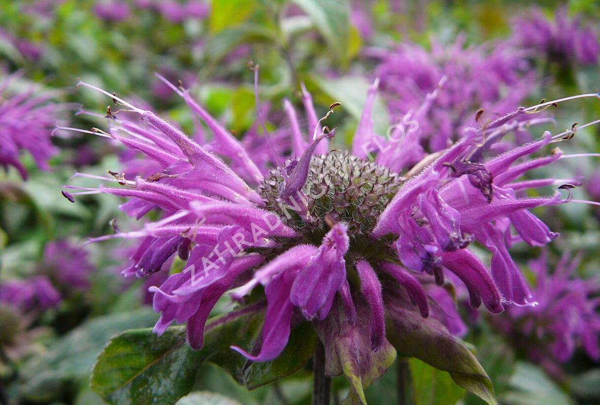 Zavinutka podvojná 'Blaustrumpf' - Monarda didyma 'Blaustrumpf'