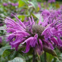 Zavinutka podvojná 'Blaustrumpf' - Monarda didyma 'Blaustrumpf'