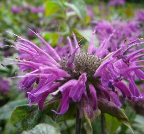 Zavinutka podvojná 'Blaustrumpf' - Monarda didyma 'Blaustrumpf'