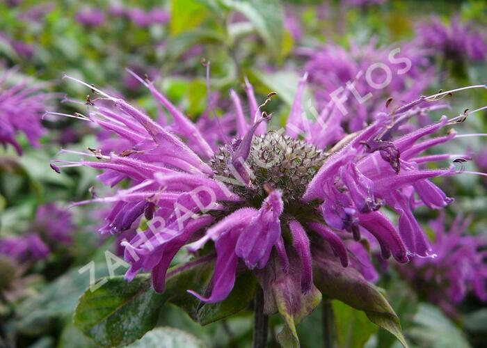 Zavinutka podvojná 'Blaustrumpf' - Monarda didyma 'Blaustrumpf'