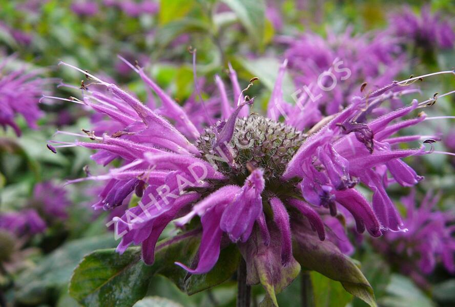 Zavinutka podvojná 'Blaustrumpf' - Monarda didyma 'Blaustrumpf'