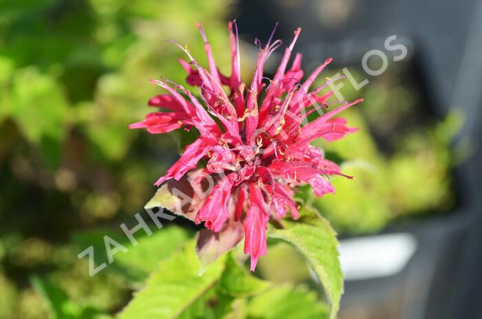 Zavinutka podvojná 'Pink Supreme' - Monarda didyma 'Pink Supreme'