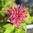 Zavinutka podvojná 'Pink Supreme' - Monarda didyma 'Pink Supreme'