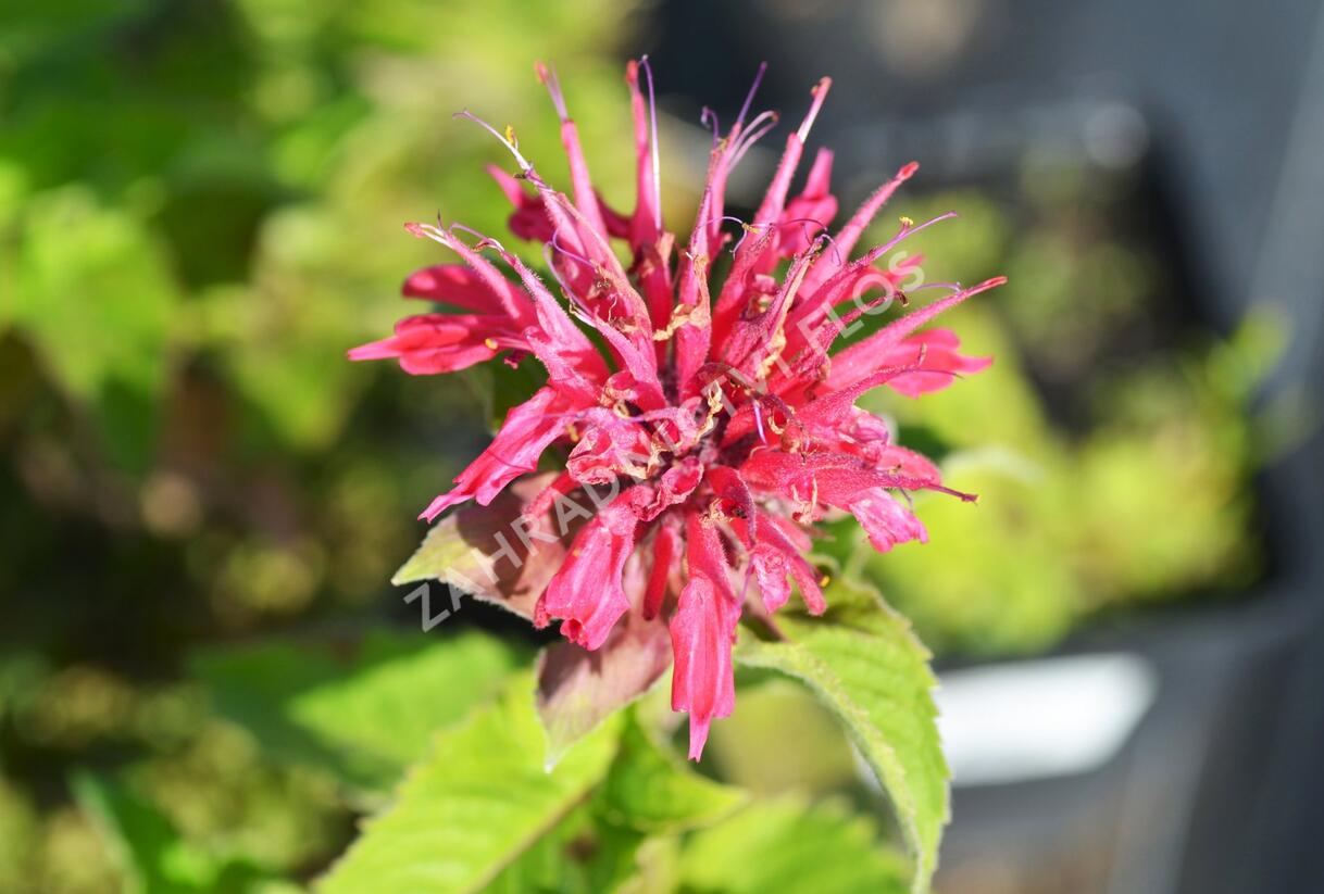 Zavinutka podvojná 'Pink Supreme' - Monarda didyma 'Pink Supreme'
