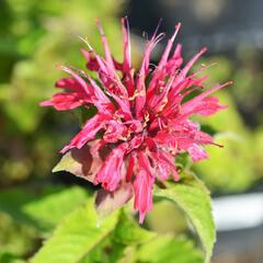 Zavinutka podvojná 'Pink Supreme' - Monarda didyma 'Pink Supreme'