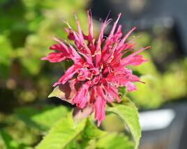 Zavinutka podvojná 'Pink Supreme'