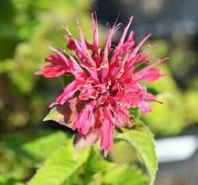 Zavinutka podvojná 'Pink Supreme' - Monarda didyma 'Pink Supreme'