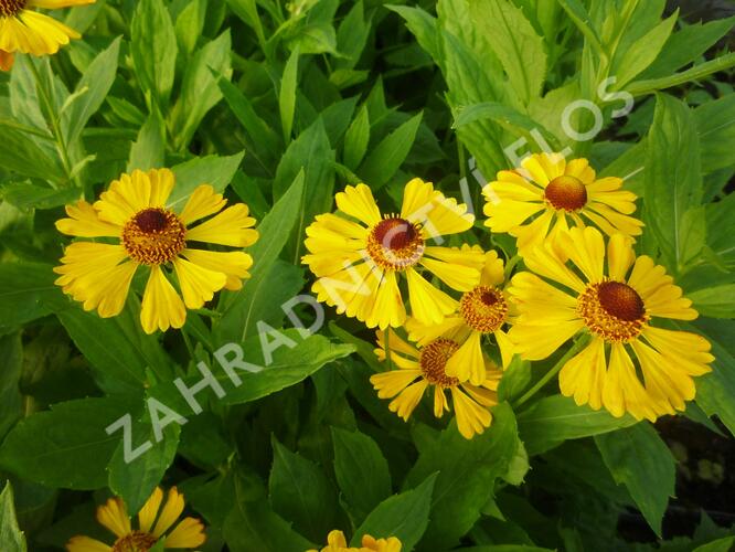 Záplevák 'Goldrausch' - Helenium 'Goldrausch'