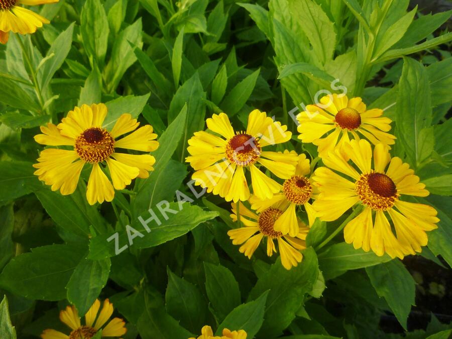 Záplevák 'Goldrausch' - Helenium 'Goldrausch'