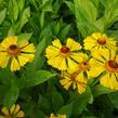 Záplevák 'Goldrausch' - Helenium 'Goldrausch'