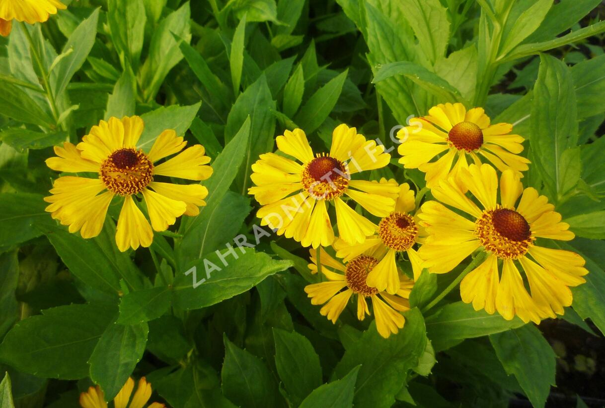 Záplevák 'Goldrausch' - Helenium 'Goldrausch'