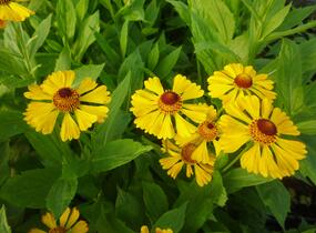 Záplevák 'Goldrausch' - Helenium 'Goldrausch'