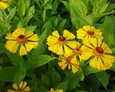 Záplevák 'Goldrausch'