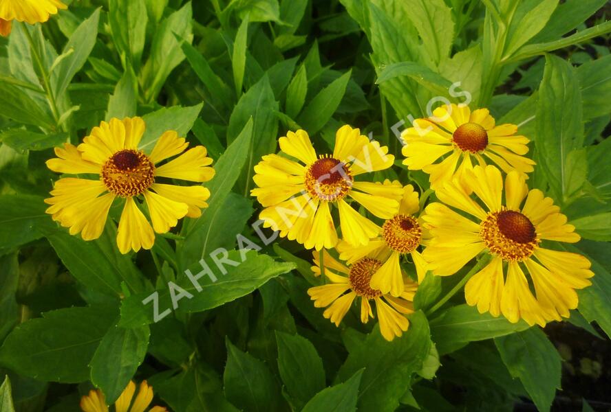 Záplevák 'Goldrausch' - Helenium 'Goldrausch'