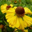 Záplevák 'Goldrausch' - Helenium 'Goldrausch'