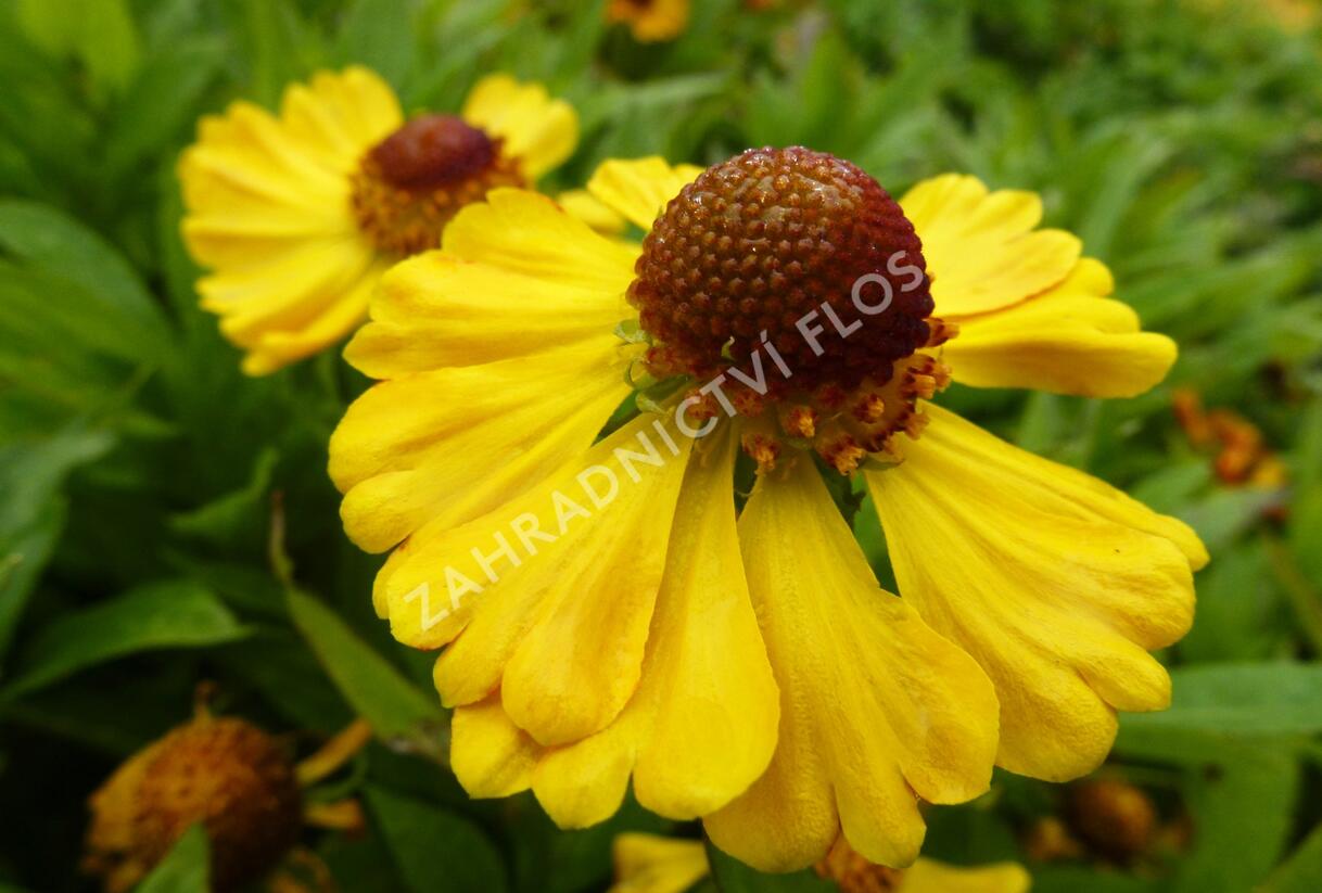 Záplevák 'Goldrausch' - Helenium 'Goldrausch'