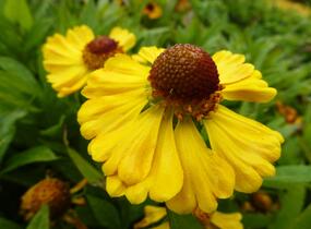 Záplevák 'Goldrausch' - Helenium 'Goldrausch'