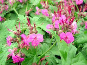 Kakost oddenkatý 'Ingwersen' - Geranium macrorrhizum 'Ingwersen'