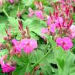 Kakost oddenkatý 'Ingwersen' - Geranium macrorrhizum 'Ingwersen'