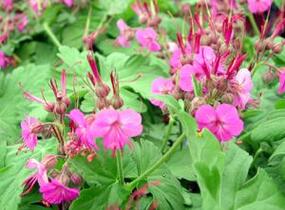 Kakost oddenkatý 'Ingwersen' - Geranium macrorrhizum 'Ingwersen'