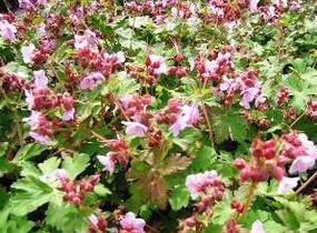 Kakost oddenkatý 'Ingwersen' - Geranium macrorrhizum 'Ingwersen'