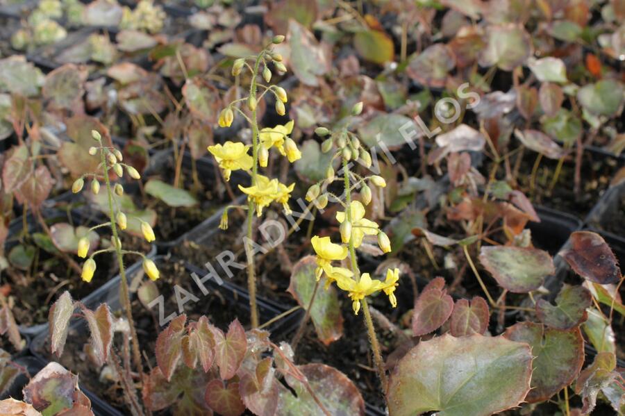 Škornice 'Frohnleiten' - Epimedium perralchicum 'Frohnleiten'
