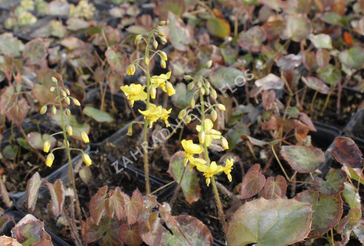 Škornice 'Frohnleiten' - Epimedium perralchicum 'Frohnleiten'
