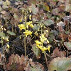 Škornice 'Frohnleiten' - Epimedium perralchicum 'Frohnleiten'
