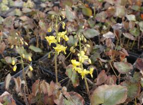 Škornice 'Frohnleiten' - Epimedium perralchicum 'Frohnleiten'